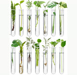 Test tubes for propagation planter hooks