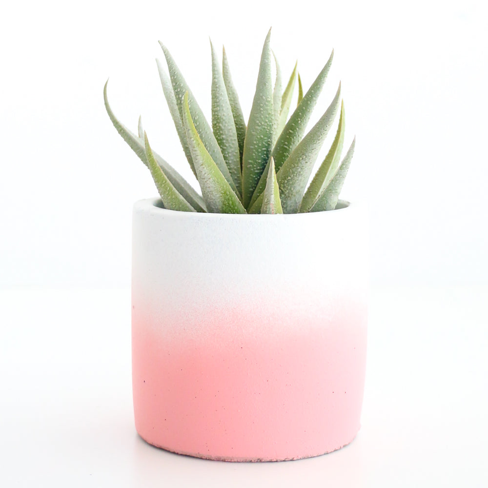 ombre succulent Ombre Cement Planter – Kailo Chic